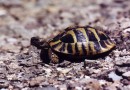 Hermanns tortoise ©  Pandion Wild Tours